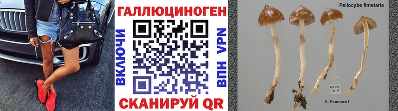 Псилоцибиновые грибы мицелий Кисловодск